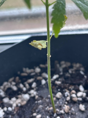 1712605996451.png 1712605996451.png