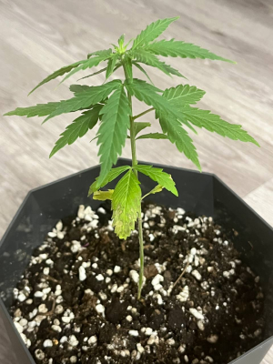 1712607572864.png 1712607572864.png