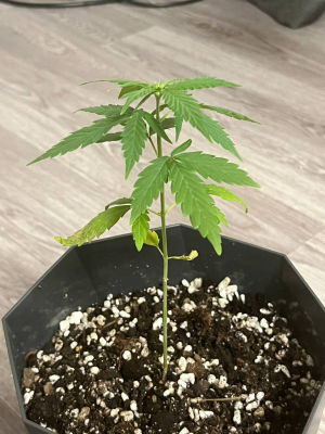 1712607581949.png 1712607581949.png