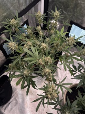 IMG_1706.JPG IMG_1706.JPG