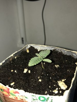 C202DCF5-7A49-4857-A701-34A634C14318.jpeg C202DCF5-7A49-4857-A701-34A634C14318.jpeg