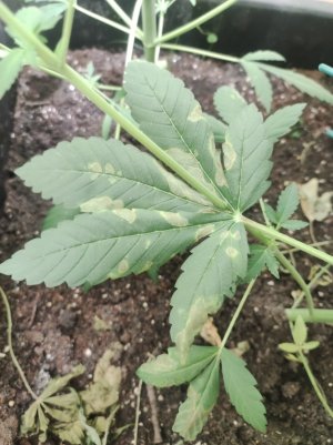 IMG_20240410_145853.jpg IMG_20240410_145853.jpg