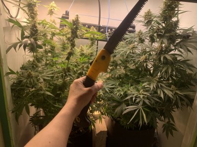 IMG_0974.jpeg IMG_0974.jpeg