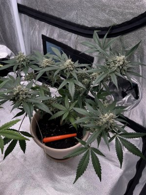 IMG_1834.JPG IMG_1834.JPG