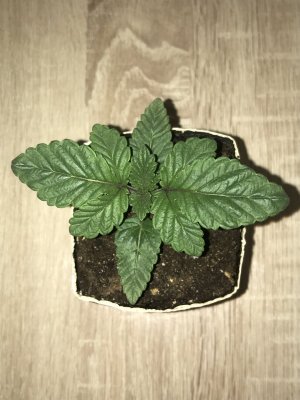 3B064F55-3762-4349-9C53-48513BC7274A.jpeg 3B064F55-3762-4349-9C53-48513BC7274A.jpeg