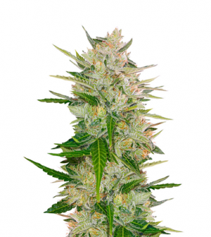 1713185188651.png 1713185188651.png