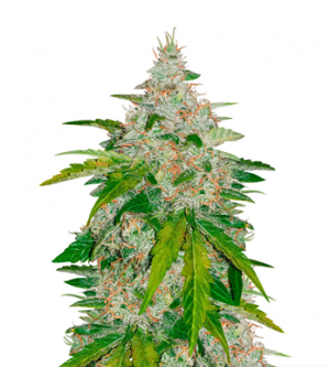 1713185194275.png 1713185194275.png