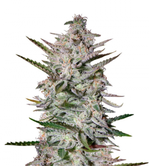 1713340483984.png 1713340483984.png