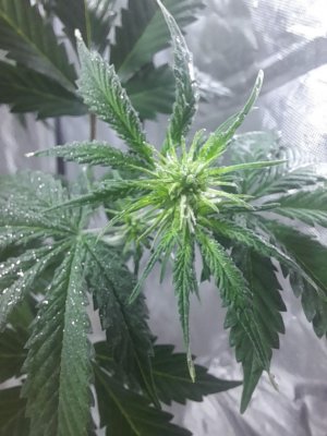 IMG_20240419_174231_107.jpg IMG_20240419_174231_107.jpg