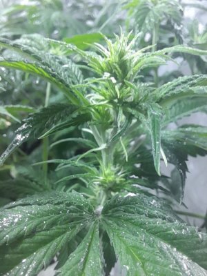 IMG_20240419_174228_067.jpg IMG_20240419_174228_067.jpg