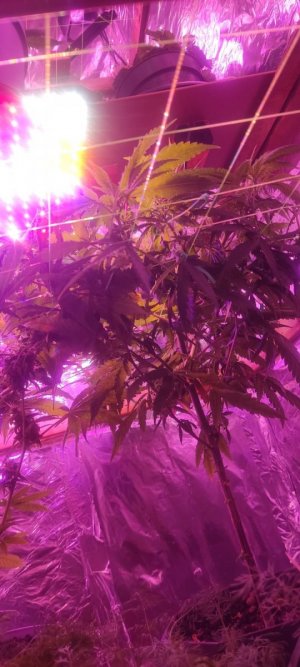 WhatsApp Image 2024-04-20 at 10.05.18.jpeg WhatsApp Image 2024-04-20 at 10.05.18.jpeg