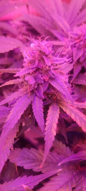 WhatsApp Image 2024-04-20 at 10.13.06 (1).jpeg WhatsApp Image 2024-04-20 at 10.13.06 (1).jpeg