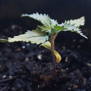 1713797567337.jpg 1713797567337.jpg