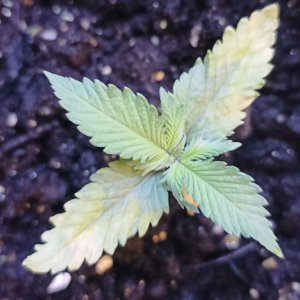 1713797561448.jpg 1713797561448.jpg