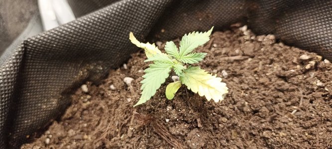 IMG_20240422_122410.jpg IMG_20240422_122410.jpg