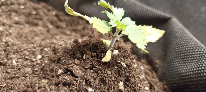 IMG_20240422_122357.jpg IMG_20240422_122357.jpg