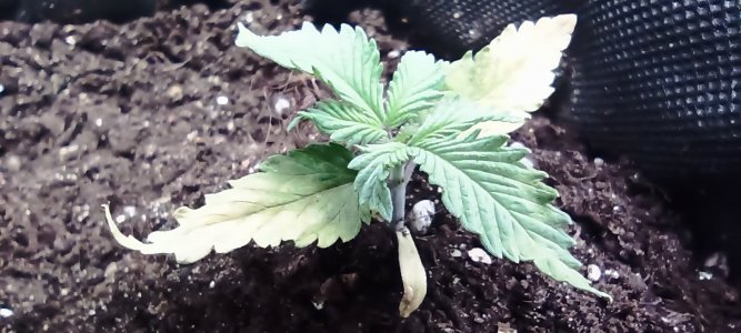 IMG_20240422_122318.jpg IMG_20240422_122318.jpg