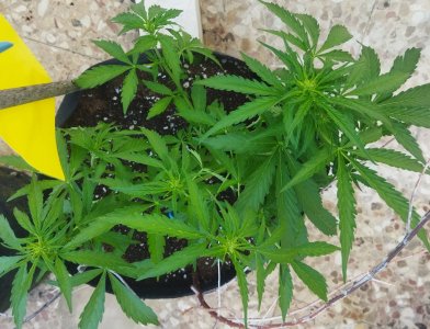 32123213123.jpg 32123213123.jpg