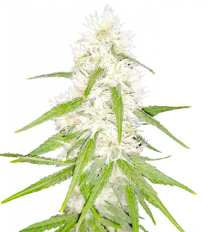 1713953038087.png 1713953038087.png