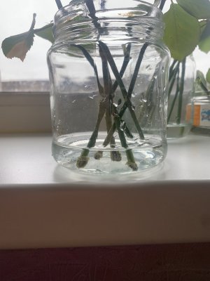 IMG_1045.jpeg IMG_1045.jpeg