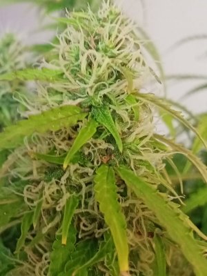 IMG20240425134604.jpg IMG20240425134604.jpg