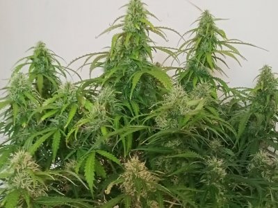 IMG20240425134316.jpg IMG20240425134316.jpg