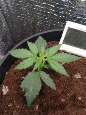 IMG_20240411_141812.jpg IMG_20240411_141812.jpg