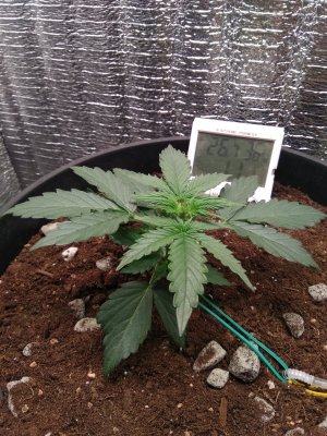 IMG_20240415_141201.jpg IMG_20240415_141201.jpg