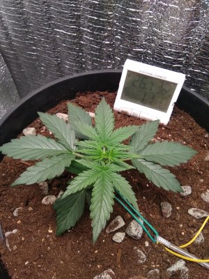 IMG_20240415_141155.jpg IMG_20240415_141155.jpg