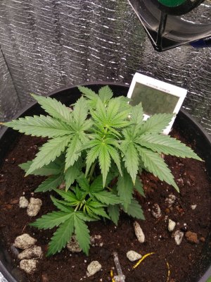 IMG_20240421_163202.jpg IMG_20240421_163202.jpg