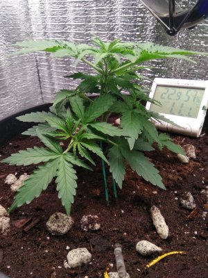 IMG_20240421_163211.jpg IMG_20240421_163211.jpg