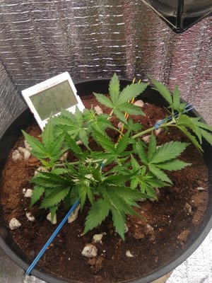 IMG_20240423_154119.jpg IMG_20240423_154119.jpg