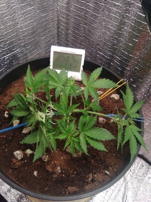 IMG_20240423_154112.jpg IMG_20240423_154112.jpg