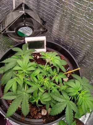 IMG_20240427_043816.jpg IMG_20240427_043816.jpg