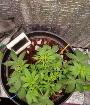 IMG_20240427_043833~2.jpg IMG_20240427_043833~2.jpg