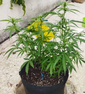 IMG_20240428_104628.jpg IMG_20240428_104628.jpg