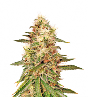 1714390742242.png 1714390742242.png