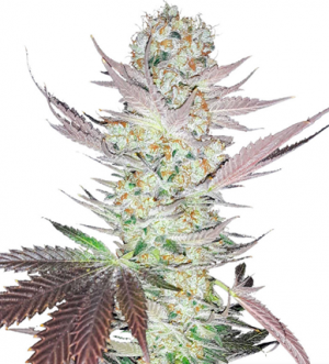 1714390746119.png 1714390746119.png