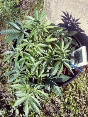 IMG_20240429_172329.jpg IMG_20240429_172329.jpg