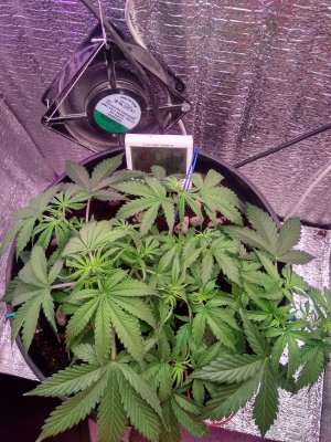 IMG_20240430_222944.jpg IMG_20240430_222944.jpg