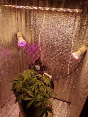 IMG_20240430_223010.jpg IMG_20240430_223010.jpg