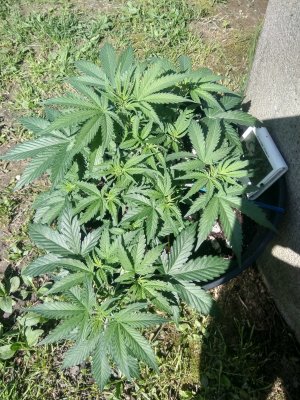 IMG_20240501_135621.jpg IMG_20240501_135621.jpg