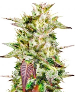 caramelo early.jpg caramelo early.jpg