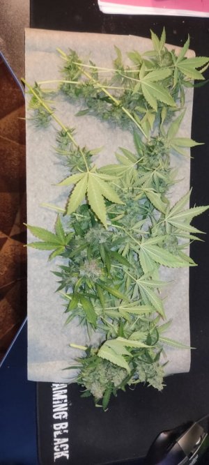 WhatsApp Image 2024-05-02 at 14.57.23.jpeg