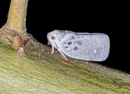 IMG_8398.jpeg IMG_8398.jpeg