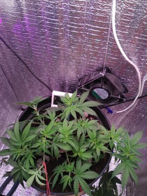 IMG_20240502_145157.jpg IMG_20240502_145157.jpg