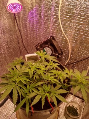 IMG_20240503_062645.jpg IMG_20240503_062645.jpg