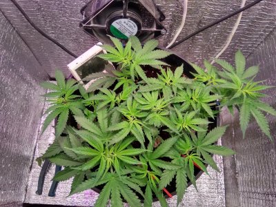 IMG_20240503_062605.jpg IMG_20240503_062605.jpg