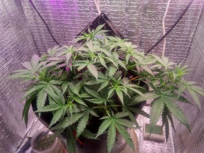 IMG_20240506_125857.jpg IMG_20240506_125857.jpg