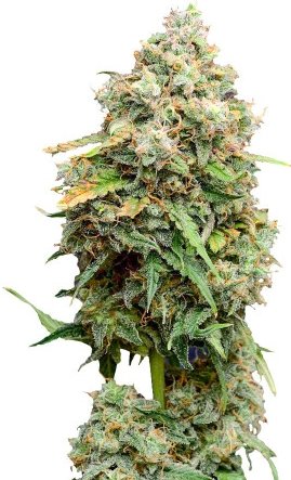 crime caramel auto.jpg